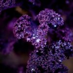 15414483 purple kale 6469235