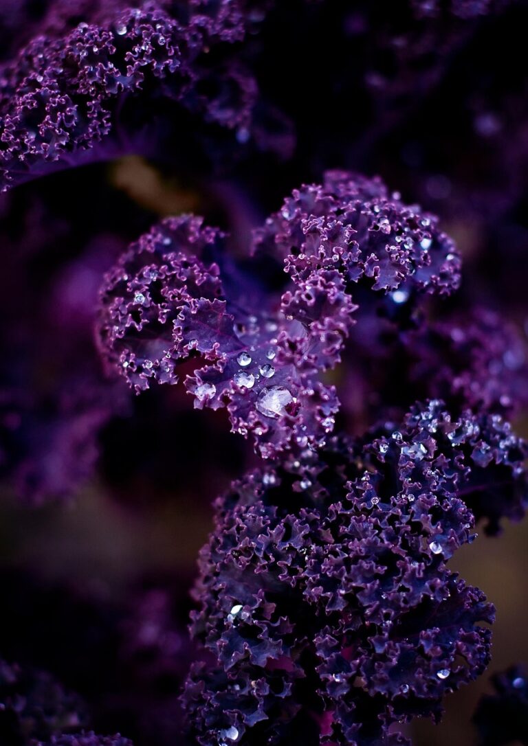 15414483 purple kale 6469235