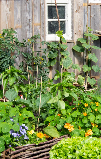 Permakulturplanung im Raum Augsburg, Münschen, Ulm und Bayern, vom Zier- bis zum Selbstversorgergarten