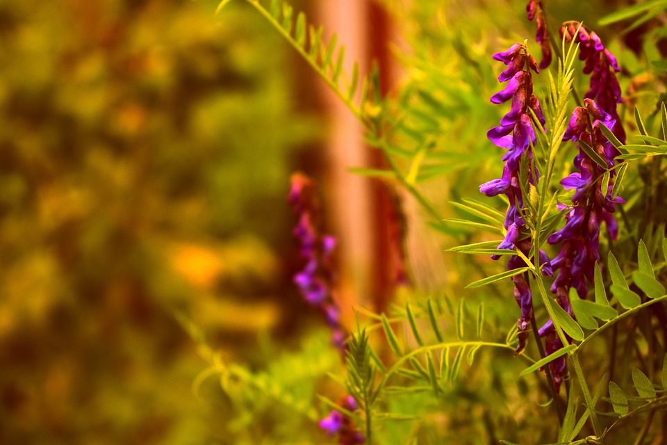 Bird vetch 6599744 960