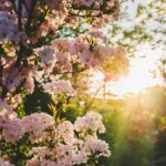 Baumpflege Obstbaumschnitt Augsburg Land