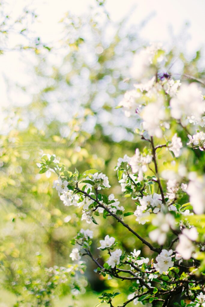 Baumpflege gewusst wie!