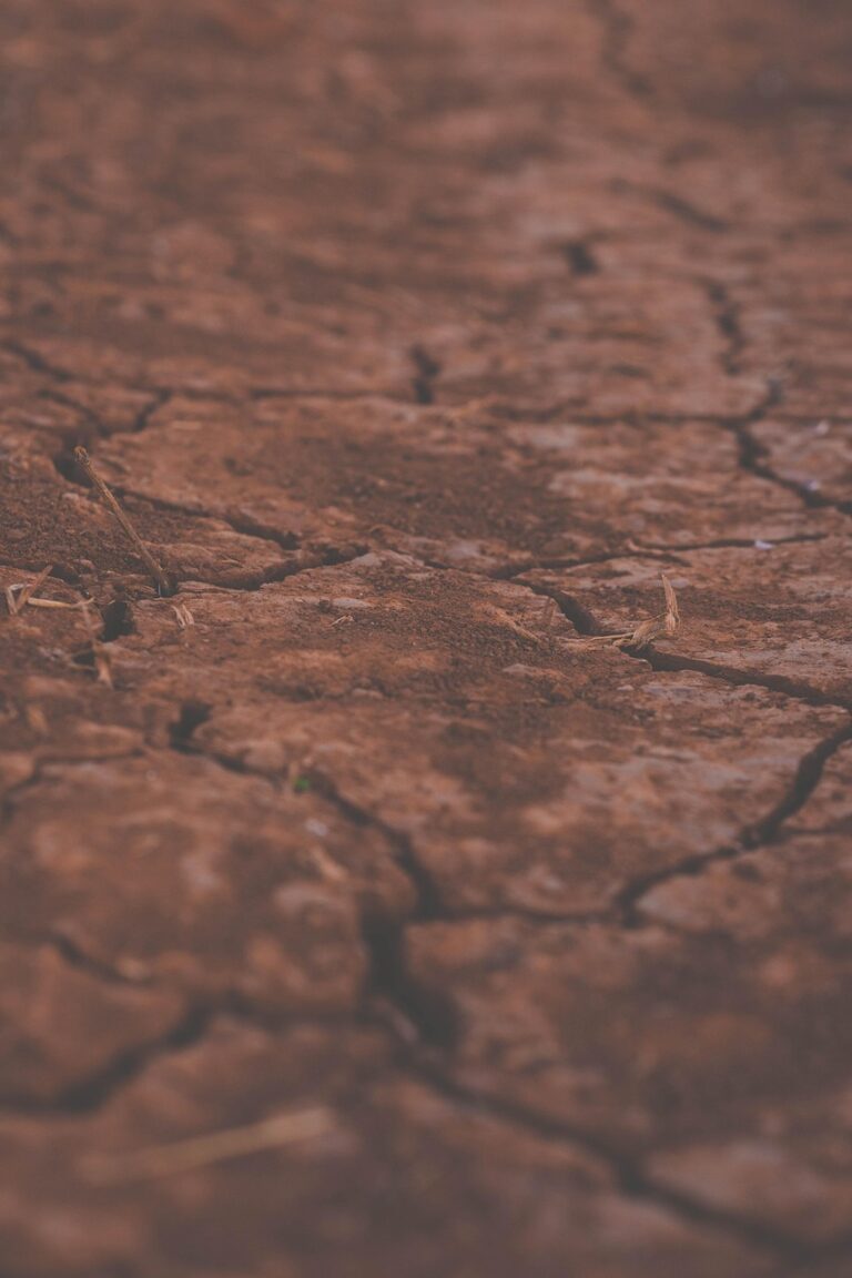 Gartenboden trocknet aus, weniger Gießen im Naturgarten