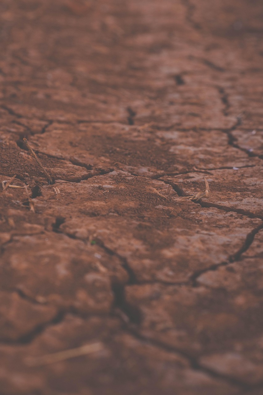Tipps gegen die Trockenheit im Garten