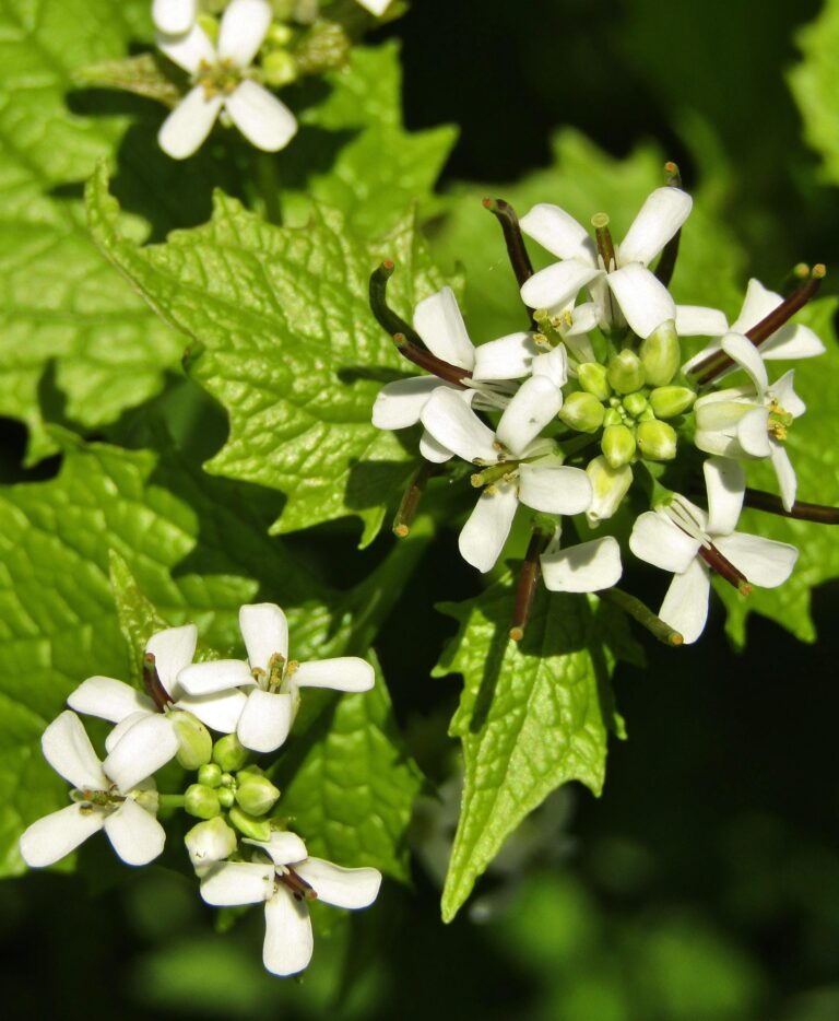 Knoblauchsrauke für die Gesundheit